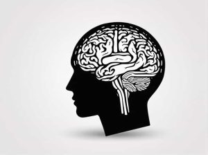 What Is The Largest And Uppermost Portion Of The Brain