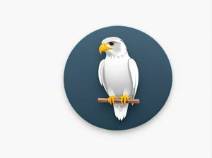 The Sound Of A Peregrine Falcon