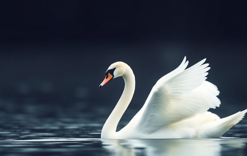 Interesting Facts About Whooper Swans