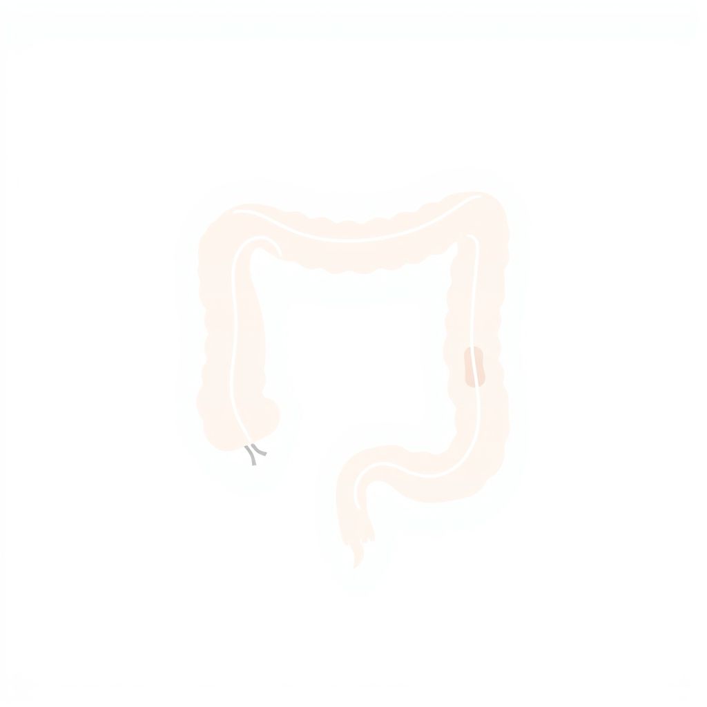 The Vermiform Appendix Of The Colon Is Attached To The