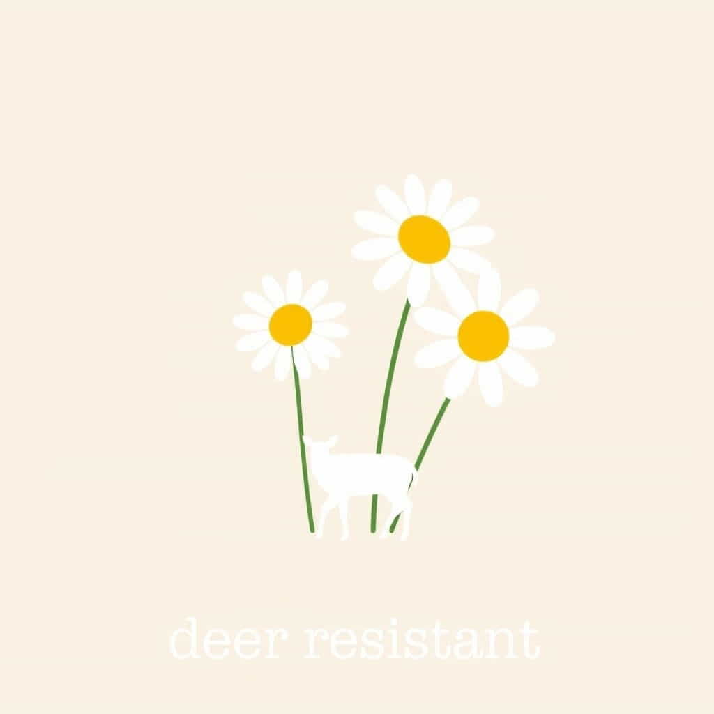 Are Shasta Daisies Deer Resistant