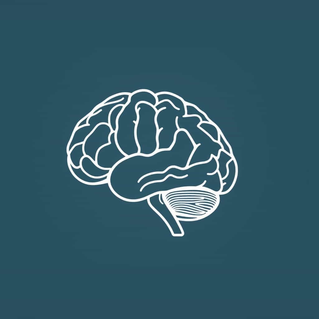 Function Of Cerebrum In Brain